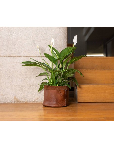 BAAK | Large Leather planter
